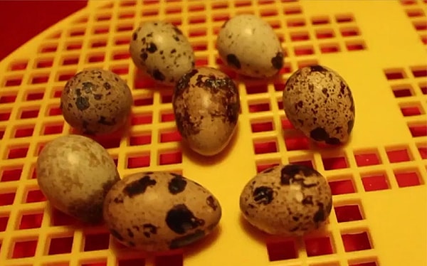 Всем известно, что вероятность вылупления птенцов из магазинных яиц очень мала.