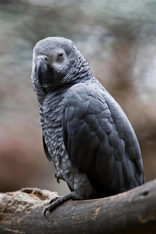 8. Afrika gri papağanı - Doğada sayısı bilinmiyor