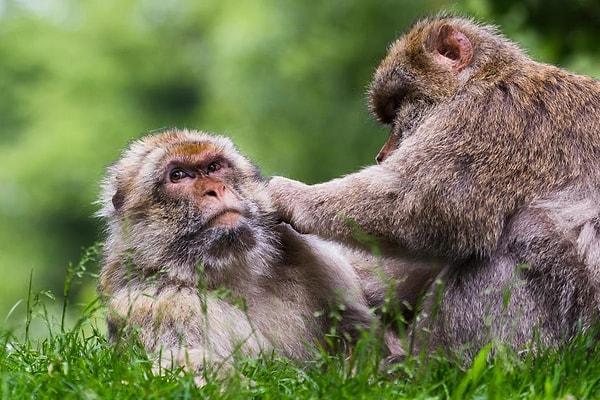 9. Berberi makak maymunu - Doğada sayısı 6,500 - 9,100