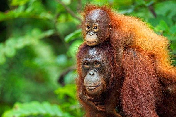10. Sumatra ve Borneo orangutanı - 70,000 - 100,000
