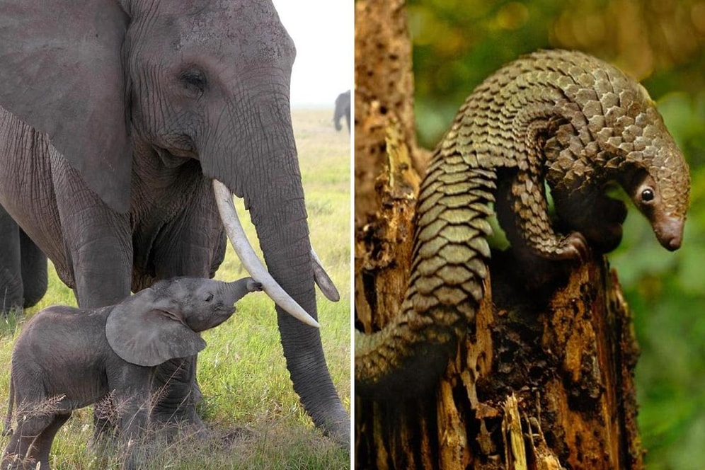 Vahşi Yaşamın Büyük Dramı! Yasa Dışı Av ve Suistimal Yüzünden Soyu Tükenmekte Olan Hayvanlar