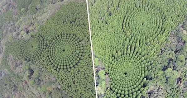Güney Japonya'nın Miyazaki bölgesinde büyüyen bu sedir ağaçları neredeyse 45 yaşındalar!