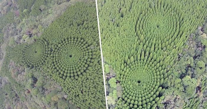 Japonya'da Bir Sedir Ormanında Mükemmel Daireler Şeklinde Büyüyen Ağaçların Gizemi Çözüldü