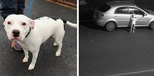 İnsan Dostu Tarafından Yolun Kenarına Bırakılarak Terk Edilen Köpeğin İçinizi Acıtacak Görüntüleri