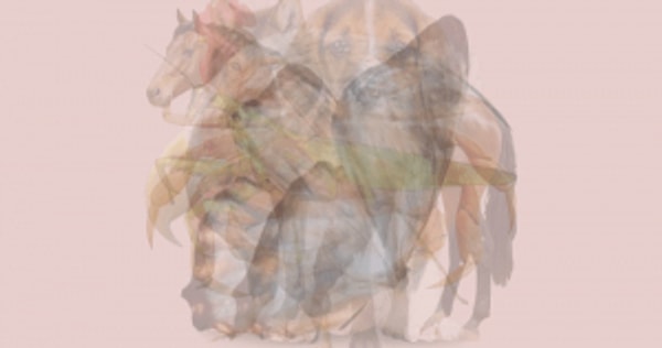 Итак, какое животное вы увидели первым?