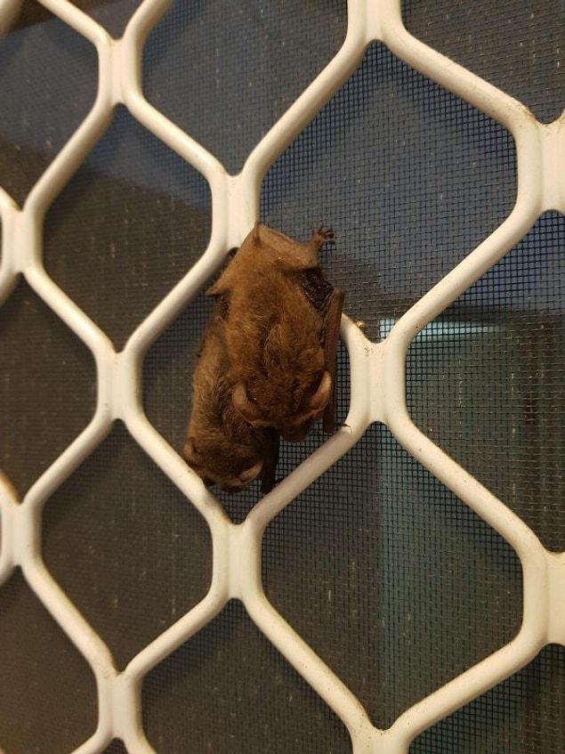 1. "When I got back from work there were bats on my door."