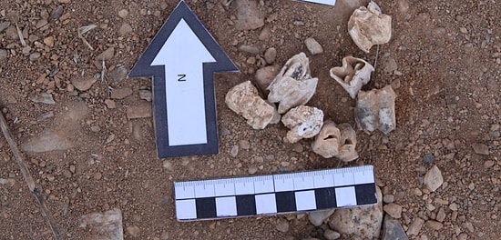 Türkiye'de Yaşamın İzleri 9 Milyon Öncesine Gidiyor: Denizli'de 14 Hayvana Ait Fosil Bulundu