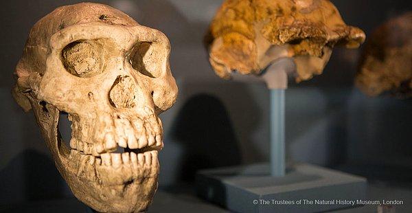 Aytek, Türkiye'nin ilk homo erectus fosilinin Denizli'de bulunduğunu hatırlatarak şunları söyledi 👇