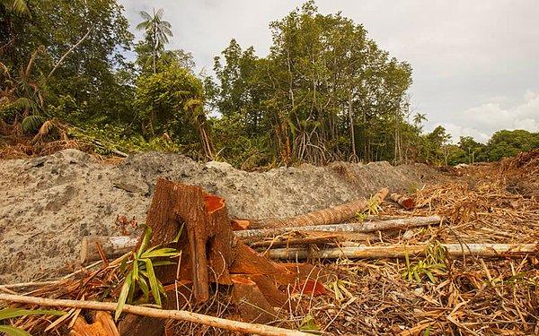 İnsan kaynaklı orman tahribatının durdurulması için kolektif ve hızlı bir müdahele edilmesi şart. Umarız çok yakında bu tahribat son bulur ve dünyanın yeşil rengi artık solmaz!
