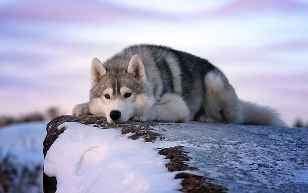 9. Как иногда называют волка за его роль в экологии?