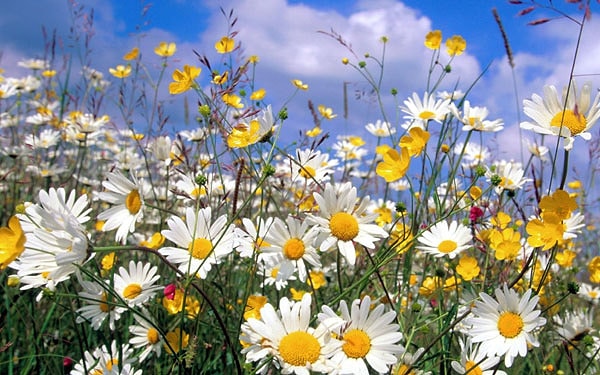 Вы дикий полевой цветок