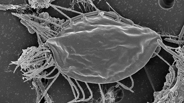 5. Hemimastigotlar üzerinde çalışan bilim insanları, mevcut hiçbir aleme benzemeyen bir mikrop keşfetti.