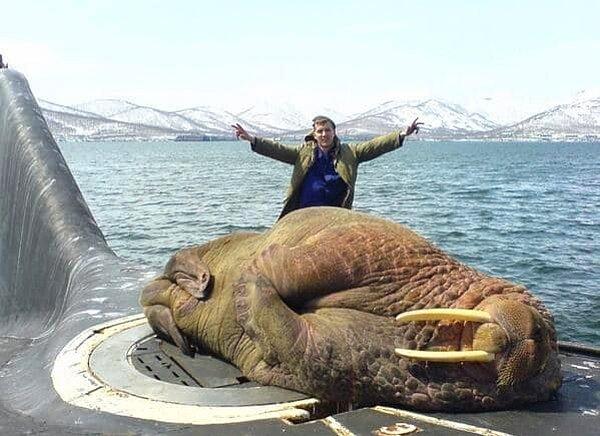17. Bu mors, denizaltının üzerinde uyuyakalmış.