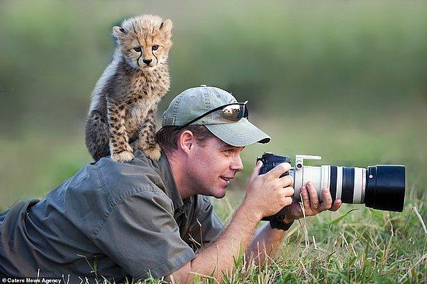 1. Yaramaz bir çita yavrusu gizlice vahşi yaşam fotoğrafçısı Stu Porter'ın sırtına tırmanıyor ve omzuna tünüyor. 😍