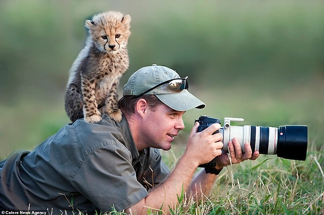 Yaramaz bir çita yavrusu gizlice vahşi yaşam fotoğrafçısı Stu Porter'ın sırtına tırmanıyor ve omzuna tünüyor. 😍