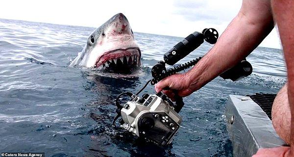 2. Mutlu bir fotoğraf: Dave Riggs mükemmel fotoğrafı yakalamak için kamerasını büyük bir beyaz köpek balığının ağzının önünde tutuyor.
