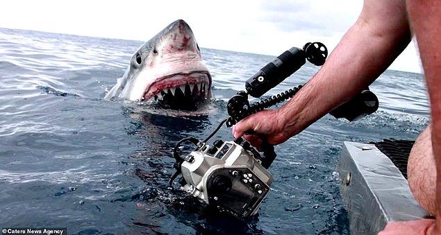 2. Mutlu bir fotoğraf: Dave Riggs mükemmel fotoğrafı yakalamak için kamerasını büyük bir beyaz köpek balığının ağzının önünde tutuyor.
