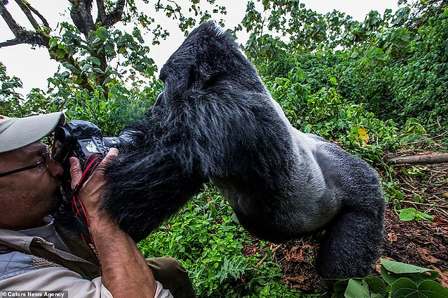 Christophe Vasselin mükemmel fotoğrafı yakalamakta kararlı görünüyor fakat bu küçük gorilin farklı planları var! 😂