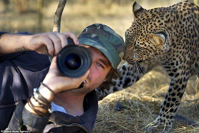 4. Güney Afrika'daki Tshukudu Doğa ve Vahşi Yaşam Alanı'nda Russel Mclaughlin ve bu leopar alışılmalık bir yakınlaşma yaşıyorlar.