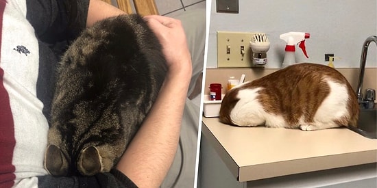 Под прикрытием: Как коты прячутся от ветеринаров, используя подручные средства (20+ фото)