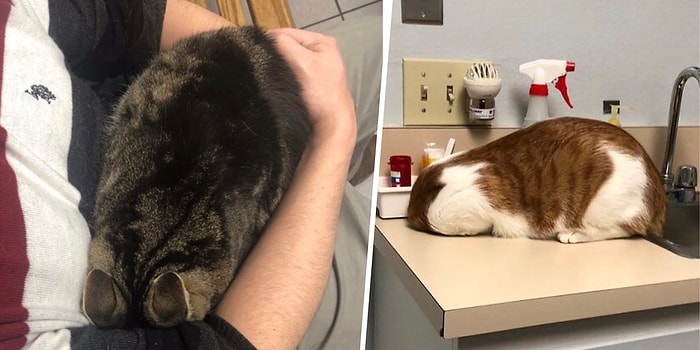 Под прикрытием: Как коты прячутся от ветеринаров, используя подручные средства (20+ фото)