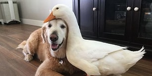 Bilim İnsanları Kanıtladı: Köpeğiniz Size İyi veya Kötü Davranan İnsanları Ayırt Edebiliyor!