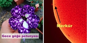 Dünyanın Ne Kadar İlginç Bir Yer Olduğunu Gösteren ve Baktıkça Bakmak İsteyeceğiniz 20 Görüntü