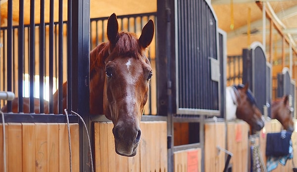 2. Как думаете, что означает выражение "авгиевы конюшни"?