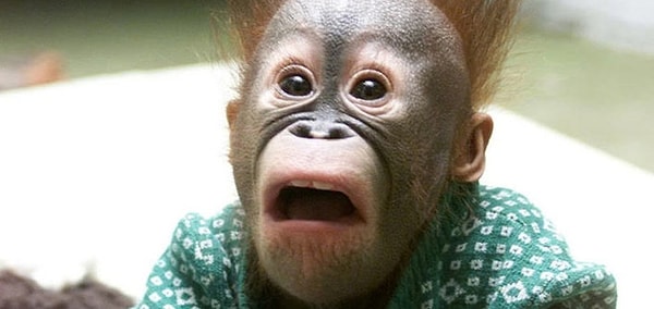 Другой пользователь спросил: «Как тебе удалось сделать эти снимки настолько четками, без размытия?»