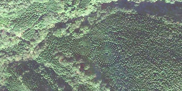 Пока Япония разрабатывает такие замечательные планы по озеленению планеты, к сожалению, леса во многих других частях света продолжают уничтожаться.