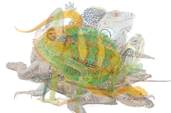 6. Какую рептилию вы сразу увидели?