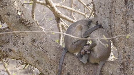 Buna Kalp  Dayanmaz! Vefat Eden Yavrusunu Bir Türlü Bırakamayan Anne Maymunun Yürekleri Dağlayan Görüntüleri