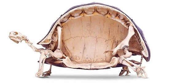 20 фотографий о том, насколько необычна наша планета