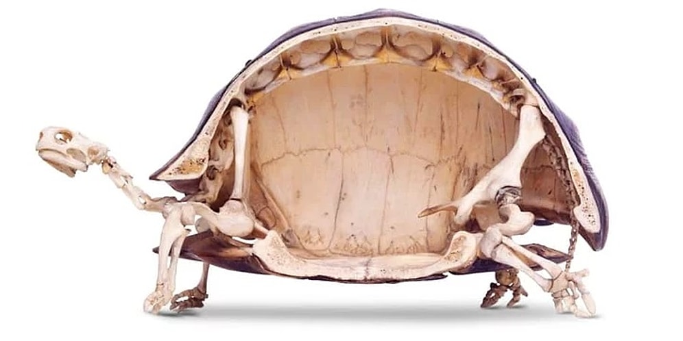 20 фотографий о том, насколько необычна наша планета