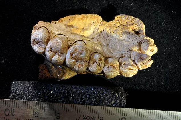 Ocak ayında İsrail'de bulunan ve 185 bin yıl öncesinden kalan bir çene kemiğinin modern insana ait olduğu tespit edildi.