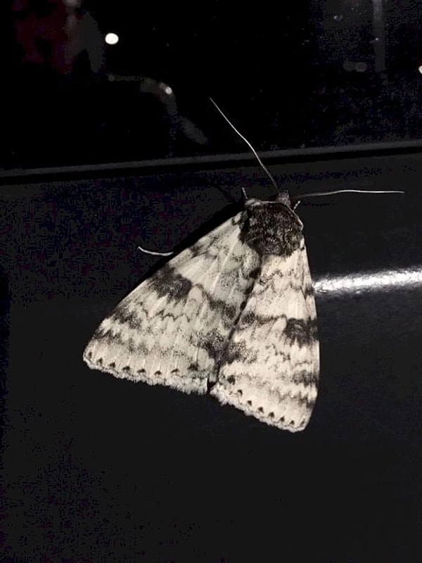 5. Вам ведь тоже кажется, что голова этого мотылька похожа на морду французского бульдога?