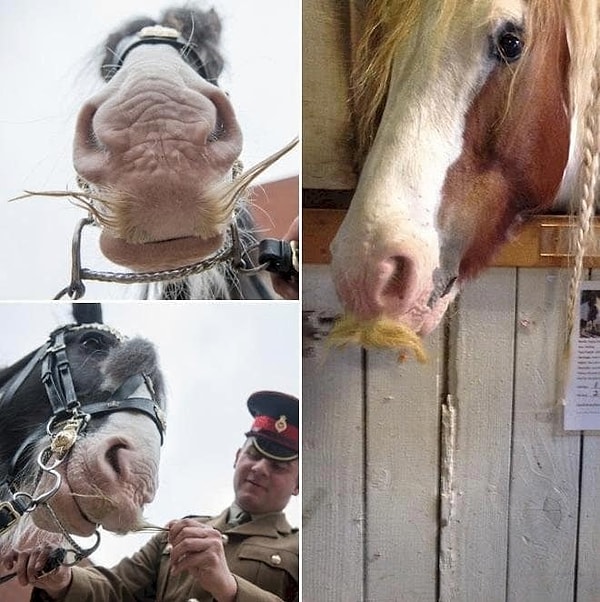 12. Лошадь с усами: вы такое вообще видели?