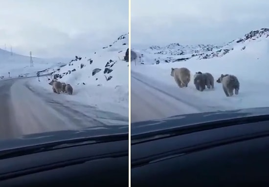 Elektrik Arıza Ekiplerinin Hat Onarımı İçin Gittiği Arazide Karşılaştığı Muhteşem Olay