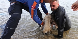 Dalgıç Polis, Donan Gölde Ölmek Üzere Olan Köpeği Son Anda Kurtardı!