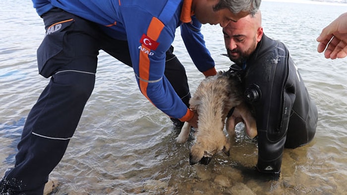 Dalgıç Polis, Donan Gölde Ölmek Üzere Olan Köpeği Son Anda Kurtardı!