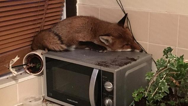 A fox was found snoozing on top of a microwave after it sneaked into a family's house at  London.
