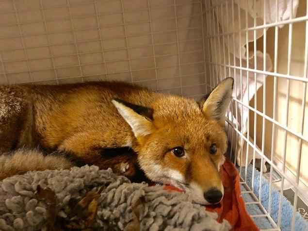 Mother of home immediately called the RSPCA after her daughter found the fox.