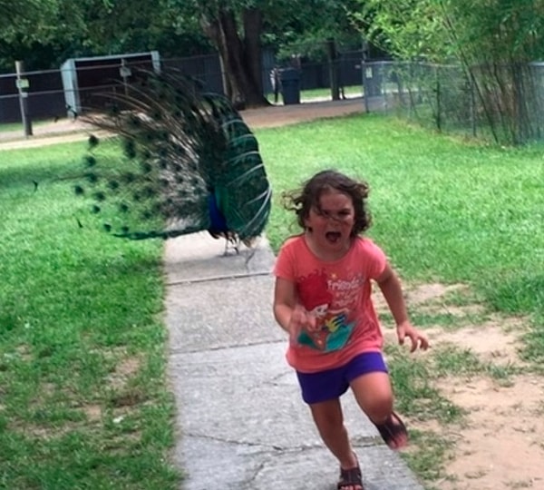 15. С павлинами шутки плохи