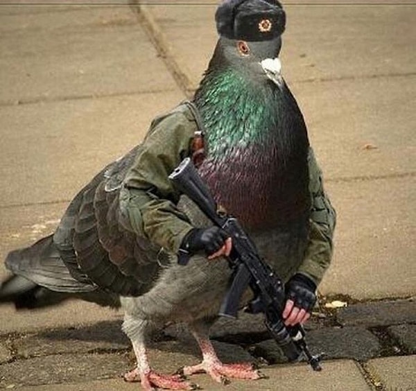 9. На границе все спокойно!