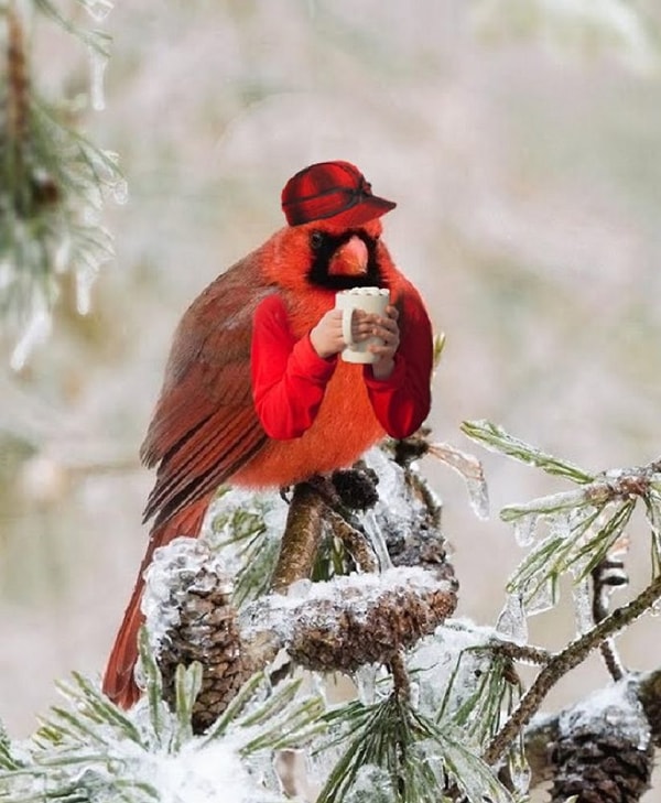 11. Думаешь, птицы не мерзнут зимой?