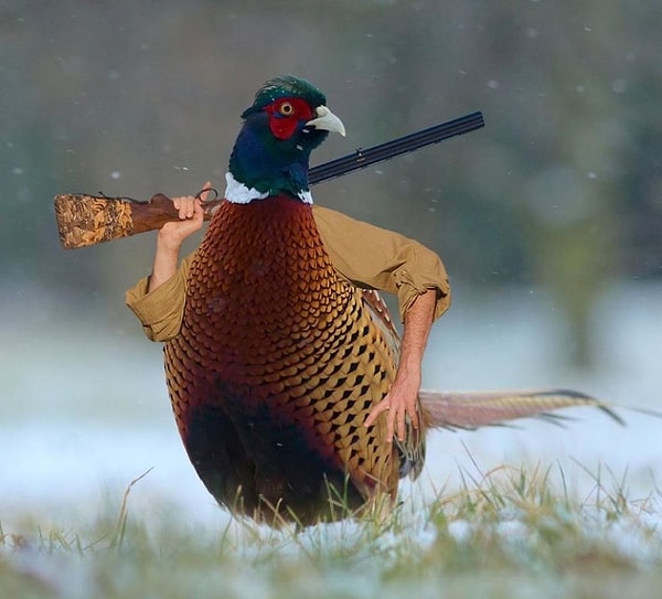 14. Так, и кто здесь на кого охотится?