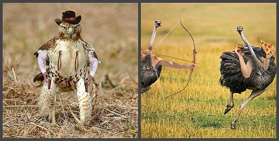 И снова мастера фотошопа: Как Angry Birds вели бы себя в реальной жизни