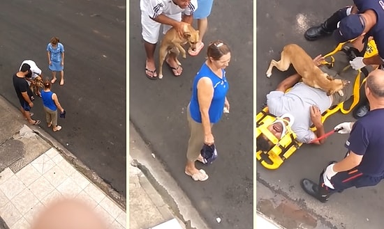 Yaralı Dostuna, Bir Annenin Çocuğuna Gösterdiği Saf ve Karşılıksız Sevgi Gibi Sevgi Gösteren Köpek