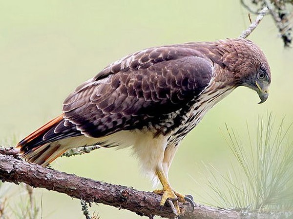 Краснохвостый сарыч