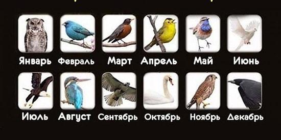 Тест: Что расскажет птица вашего месяца рождения?
